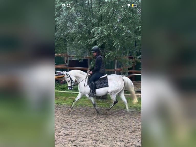 Pura Raza Árabe Yegua 9 años 145 cm Tordo picazo in Hardinxveld-Giessendam