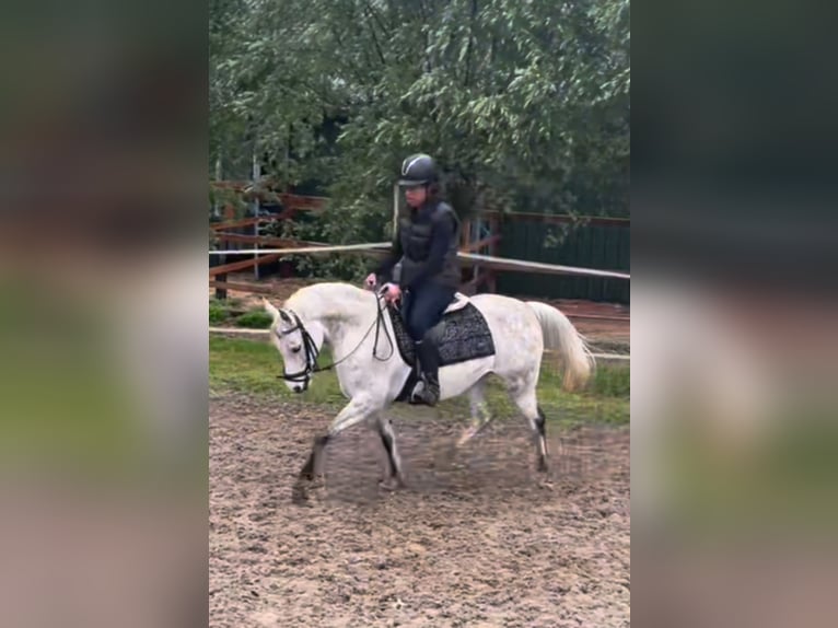 Pura Raza Árabe Yegua 9 años 145 cm Tordo picazo in Hardinxveld-Giessendam