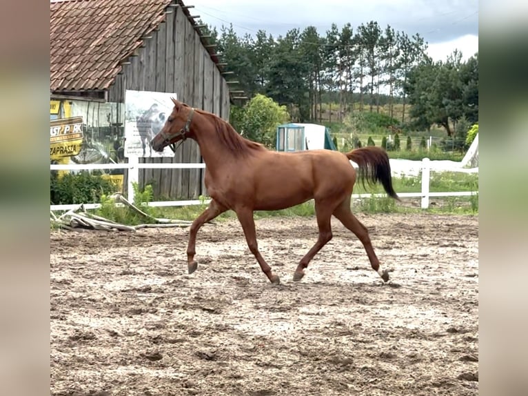 Pura Raza Árabe Yegua 9 años 151 cm Alazán in Chraboły
