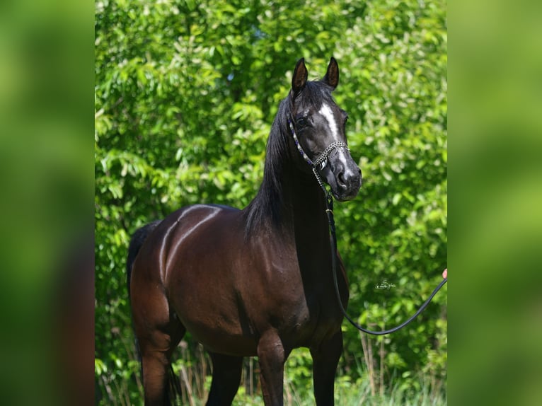 Pura Raza Árabe Yegua 9 años 152 cm Negro in Lodz