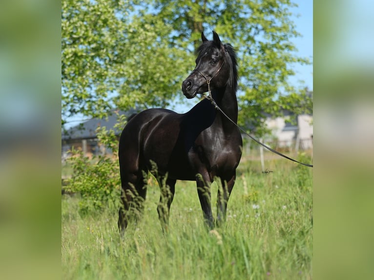 Pura Raza Árabe Yegua 9 años 153 cm Negro in Lodz