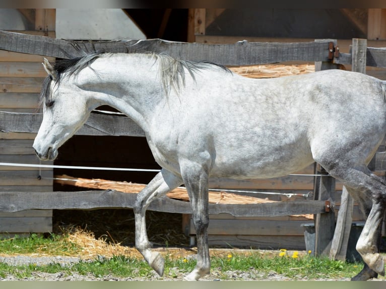 Pura Raza Árabe Yegua 9 años 153 cm Tordo in Chimay