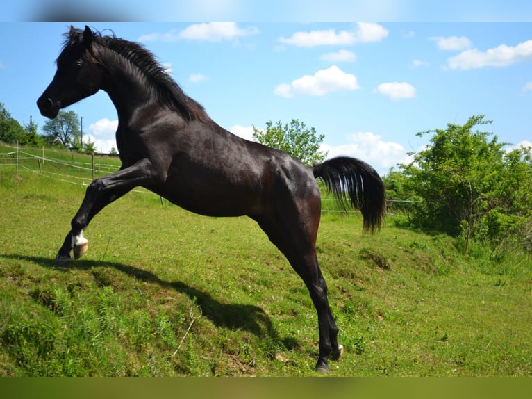 Pura Raza Árabe Yegua 9 años 154 cm Negro in Toporzysko