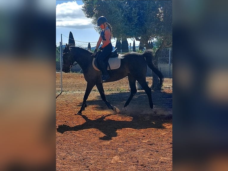 Pura Raza Árabe Yegua 9 años 155 cm Morcillo in Denia