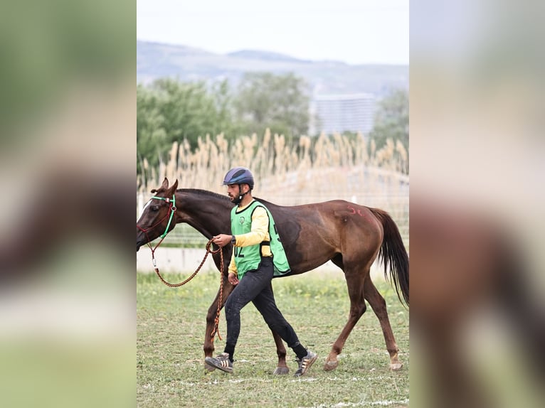 Pura Raza Árabe Yegua 9 años 159 cm Castaño in Ankara