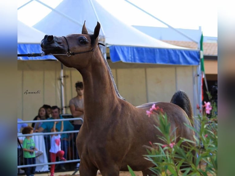 Pura Raza Árabe Yegua 9 años Tordo in Trebur