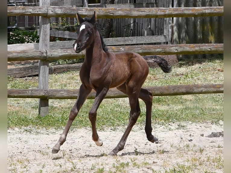 Pura Raza Árabe Yegua  153 cm Negro in M&#xF6;rsdorf