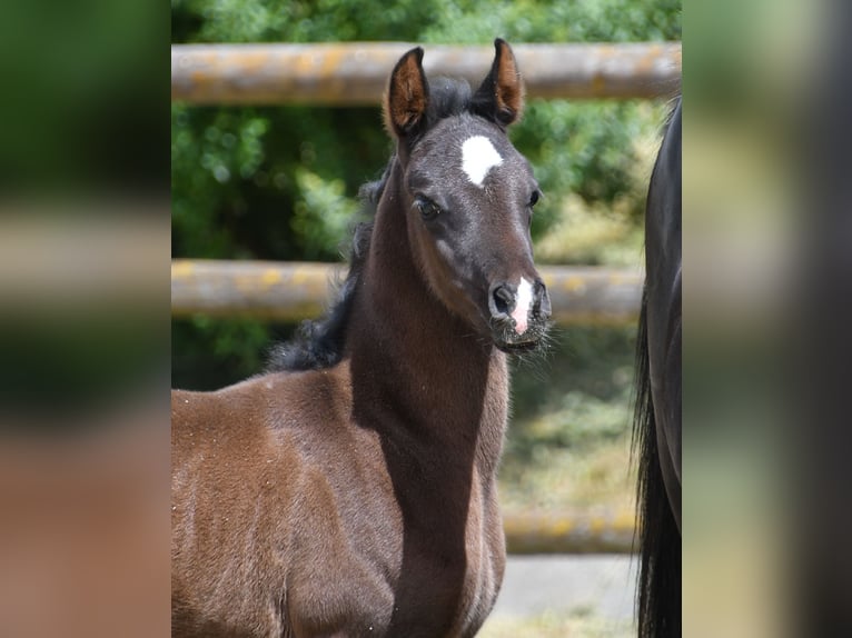 Pura Raza Árabe Yegua  153 cm Negro in M&#xF6;rsdorf