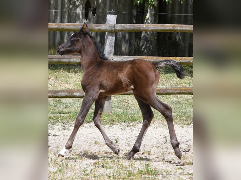 Pura Raza Árabe Yegua  153 cm Negro in M&#xF6;rsdorf