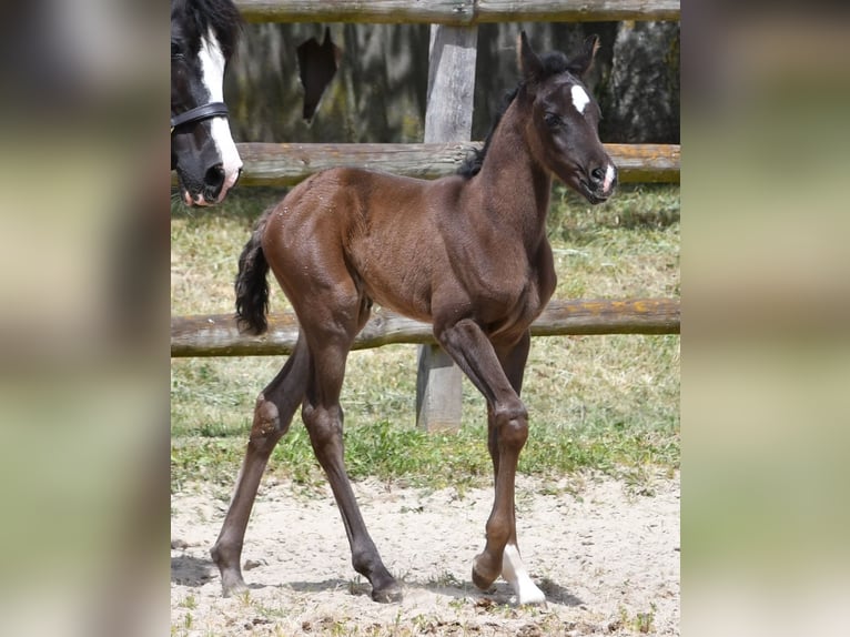 Pura Raza Árabe Yegua  153 cm Negro in M&#xF6;rsdorf