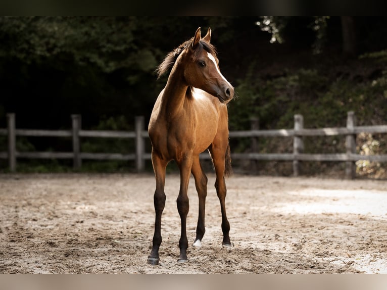 Pura Raza Árabe Yegua Potro (03/2025) 154 cm Castaño in Reichshof