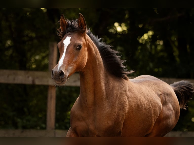 Pura Raza Árabe Yegua Potro (03/2025) 154 cm Castaño in Reichshof