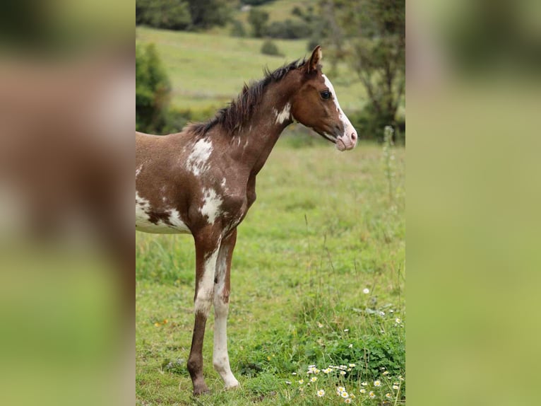 Pura Raza Árabe Yegua Potro (06/2026) 154 cm Sabino in Baulon