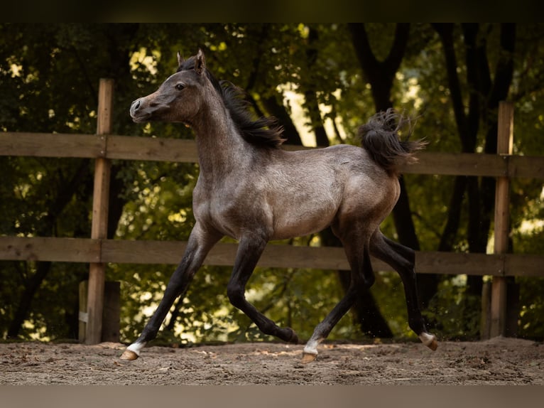 Pura Raza Árabe Yegua Potro (04/2025) 154 cm Tordo in Reichshof