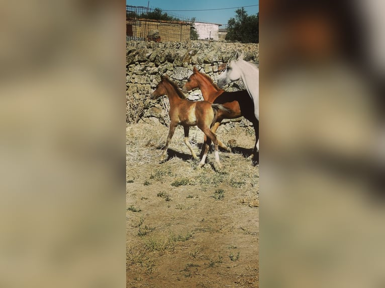 Pura Raza Árabe Yegua Potro (05/2024) 154 cm Tordo in Albala