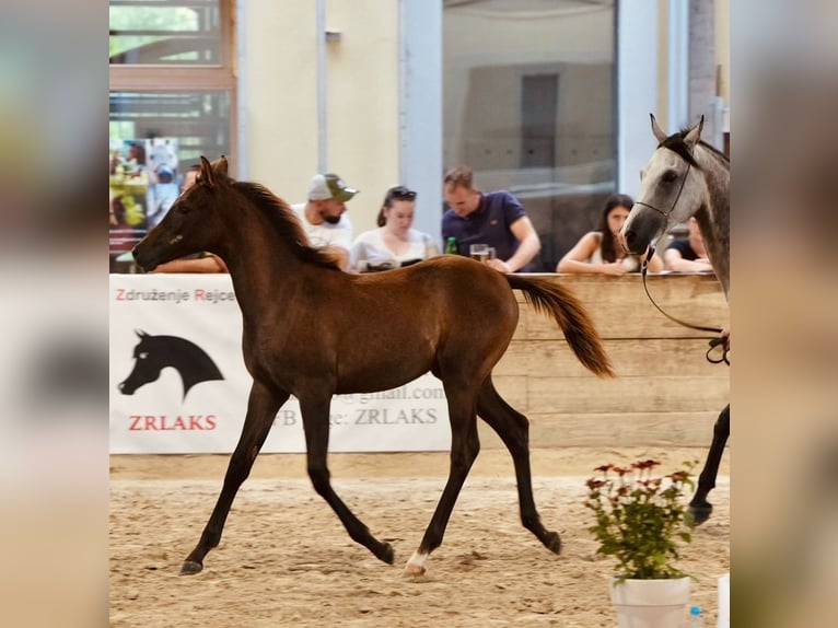 Pura Raza Árabe Yegua Potro (03/2024) 155 cm Tordo in Kočevje