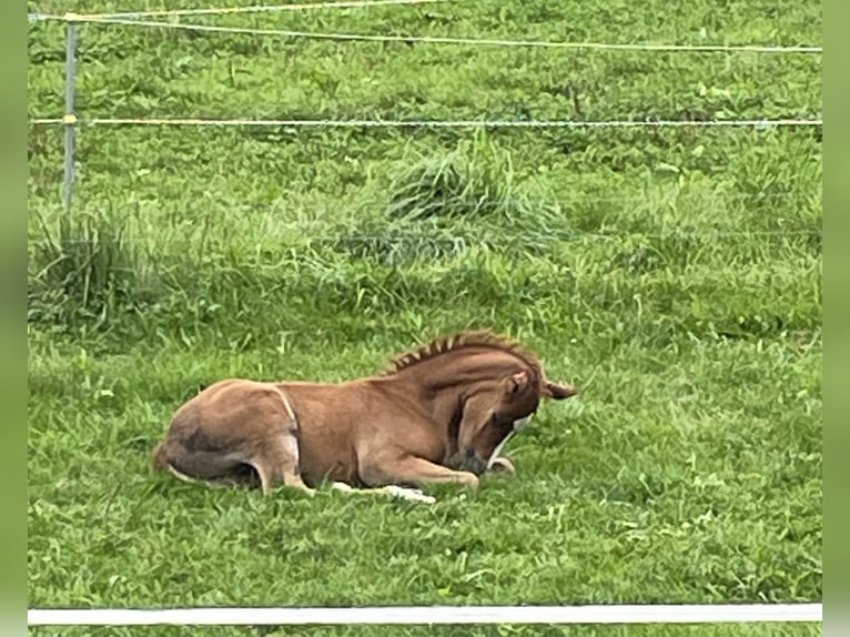 Pura Raza Árabe Mestizo Yegua Potro (08/2025) 159 cm Alazán-tostado in Stockach