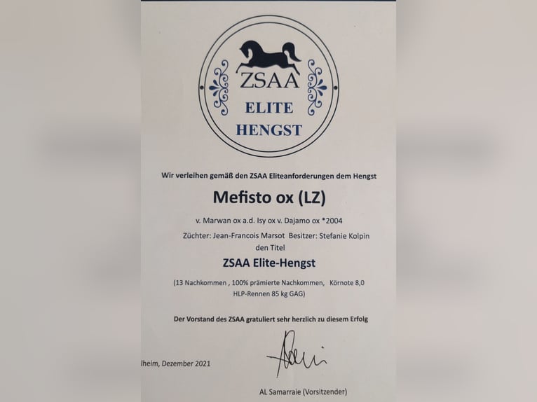 Pura Raza Árabe Mestizo Yegua Potro (08/2025) 159 cm Alazán-tostado in Stockach