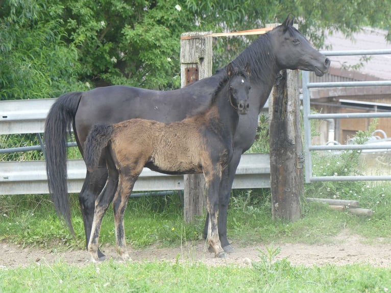 Pura Raza Árabe Yegua  Negro in Herzberg am Harz