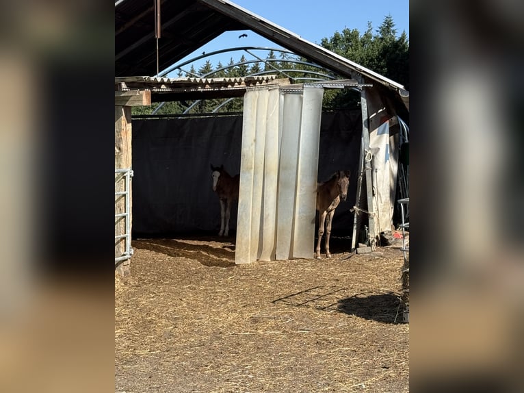 Pura Raza Árabe Yegua  Negro in Mengen