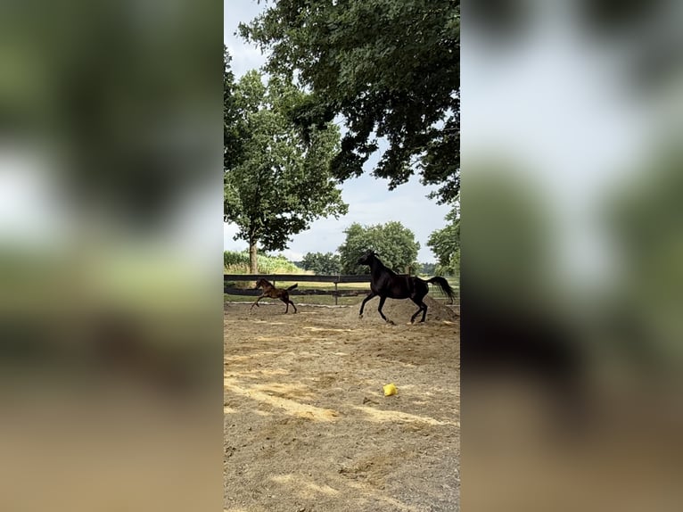 Pura Raza Árabe Yegua  Negro in Mengen