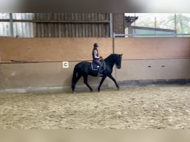 Pura Raza Mallorquina Caballo castrado 12 años 162 cm Negro in Hude (Oldenburg)