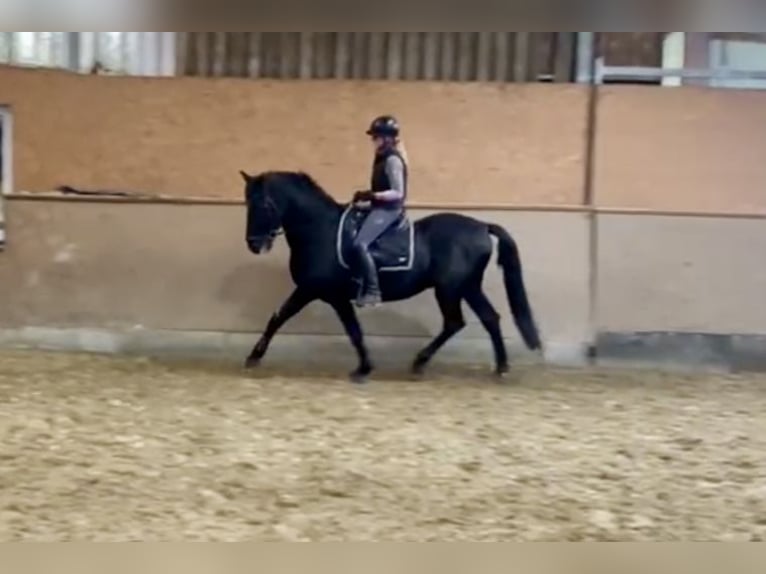 Pura Raza Mallorquina Caballo castrado 12 años 162 cm Negro in Hude (Oldenburg)