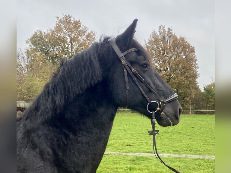 Pura Raza Mallorquina Caballo castrado 12 años 162 cm Negro in Hude (Oldenburg)