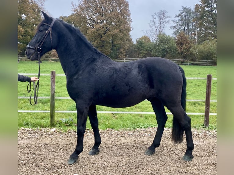 Pura Raza Mallorquina Caballo castrado 12 años 162 cm Negro in Hude (Oldenburg)