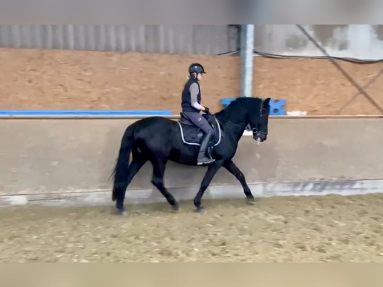 Pura Raza Mallorquina Caballo castrado 12 años 162 cm Negro in Hude (Oldenburg)