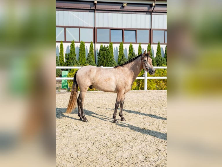 Pura Raza Mallorquina Caballo castrado 4 años 153 cm Castaño claro in Kaunas