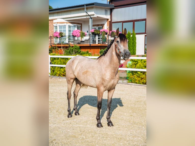 Pura Raza Mallorquina Caballo castrado 4 años 153 cm Castaño claro in Kaunas