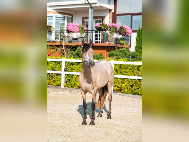 Pura Raza Mallorquina Caballo castrado 4 años 153 cm Castaño claro in Kaunas