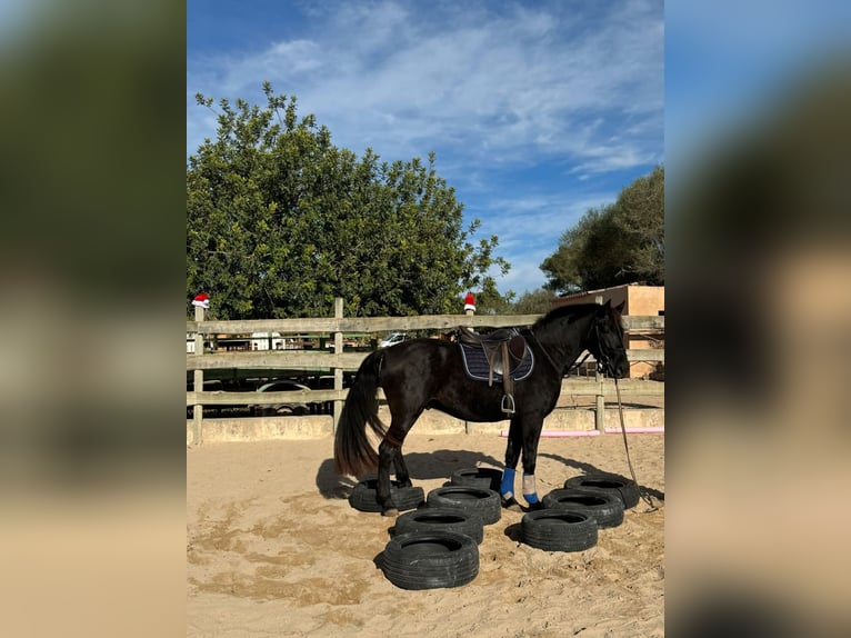 Pura Raza Mallorquina Caballo castrado 5 años 161 cm Negro in Algaida