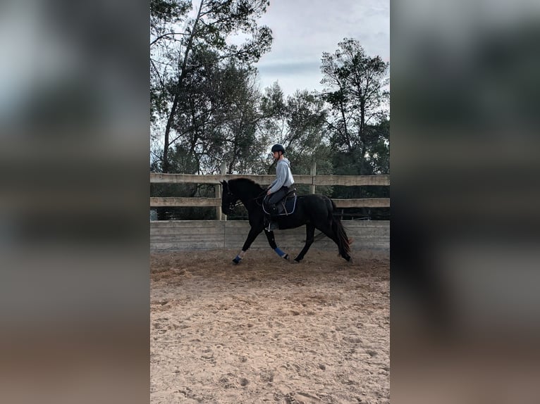 Pura Raza Mallorquina Caballo castrado 5 años 161 cm Negro in Algaida