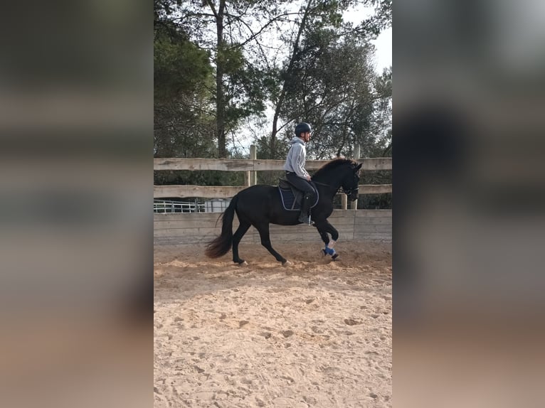 Pura Raza Mallorquina Caballo castrado 5 años 161 cm Negro in Algaida