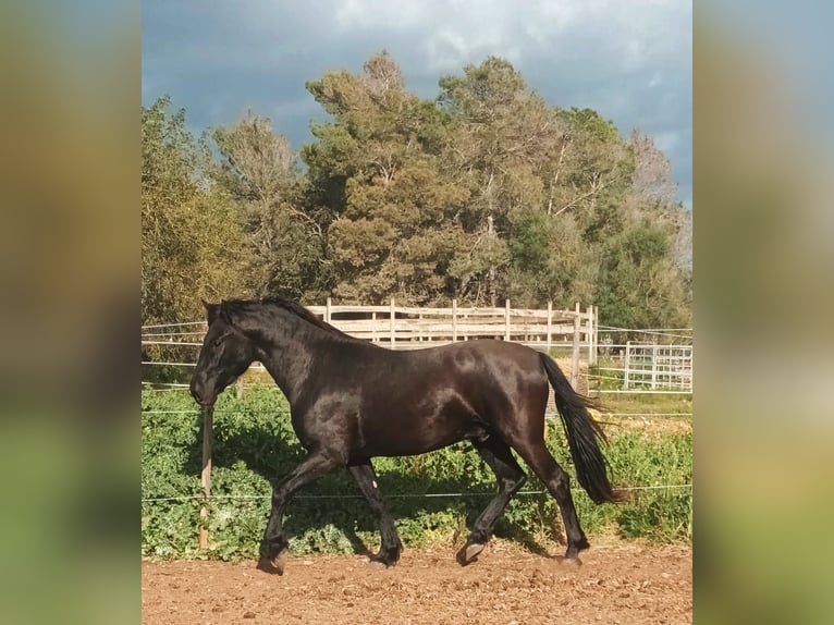 Pura Raza Mallorquina Caballo castrado 5 años 161 cm Negro in Algaida