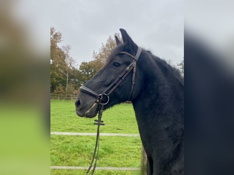 Pura Raza Mallorquina Castrone 12 Anni 162 cm Morello in Hude (Oldenburg)