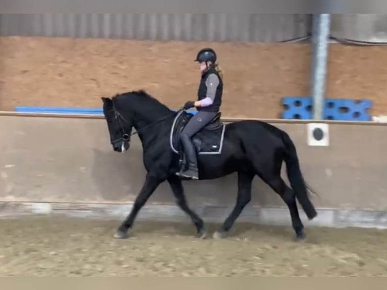 Pura Raza Mallorquina Castrone 12 Anni 162 cm Morello in Hude (Oldenburg)