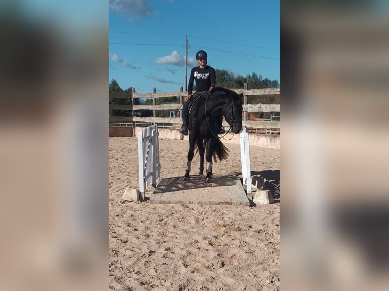 Pura Raza Mallorquina Castrone 5 Anni 161 cm Morello in Algaida