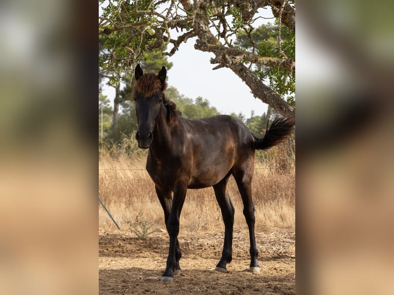 Pura Raza Mallorquina Étalon 1 Année 143 cm Noir in Algaida