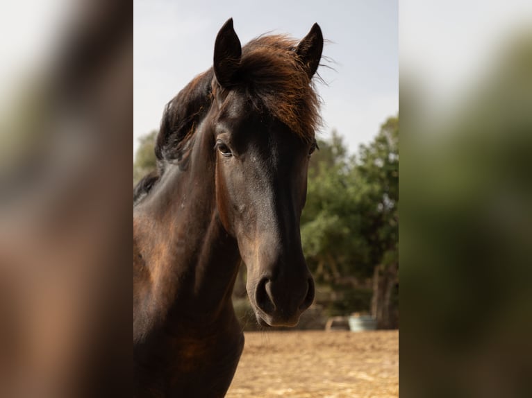 Pura Raza Mallorquina Étalon 1 Année 143 cm Noir in Algaida