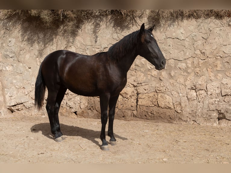 Pura Raza Mallorquina Étalon 1 Année 153 cm Noir in Algaida