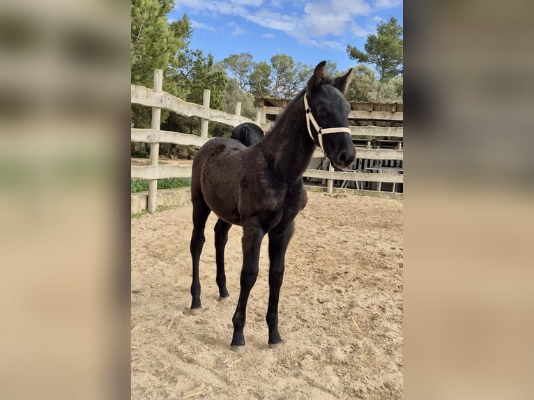 Pura Raza Mallorquina Étalon 1 Année Noir in Algaida