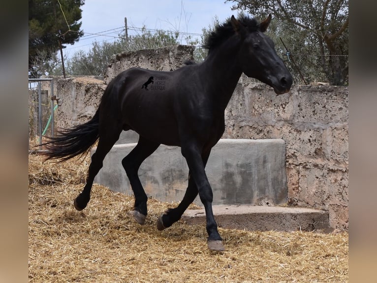 Pura Raza Mallorquina Étalon 2 Ans 161 cm Noir in Mallorca