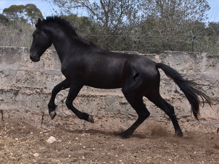 Pura Raza Mallorquina Étalon 2 Ans 161 cm Noir in Mallorca