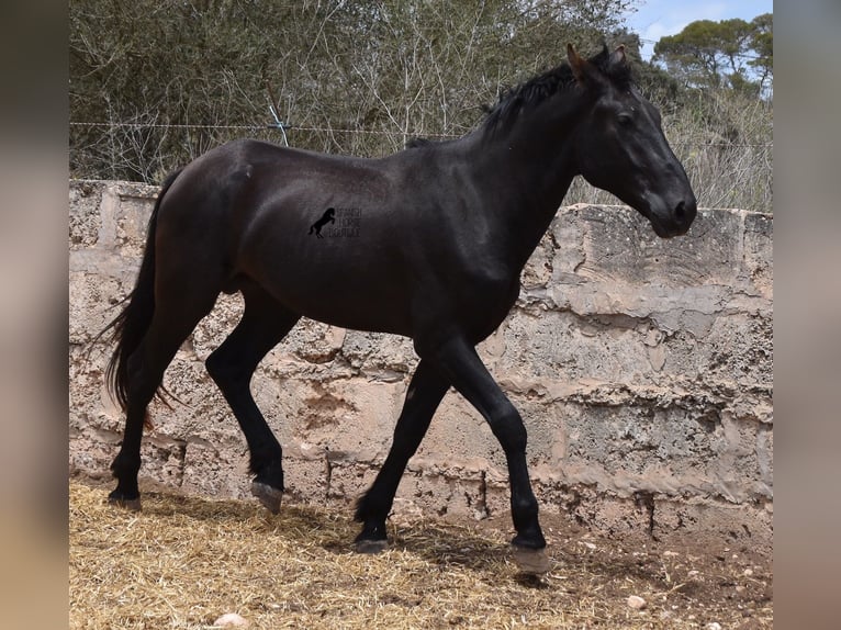 Pura Raza Mallorquina Étalon 2 Ans 161 cm Noir in Mallorca