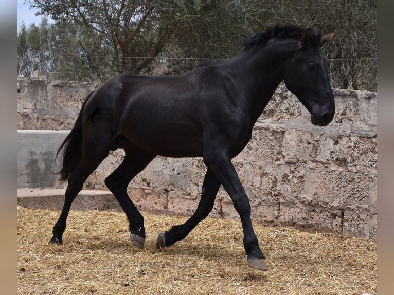 Pura Raza Mallorquina Étalon 2 Ans 161 cm Noir in Mallorca