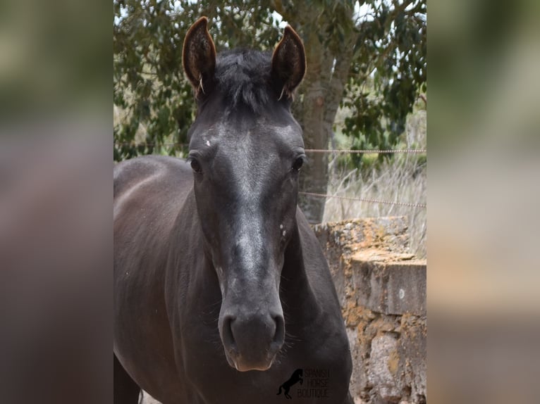 Pura Raza Mallorquina Étalon 2 Ans 161 cm Noir in Mallorca