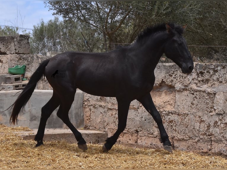 Pura Raza Mallorquina Étalon 2 Ans 161 cm Noir in Mallorca